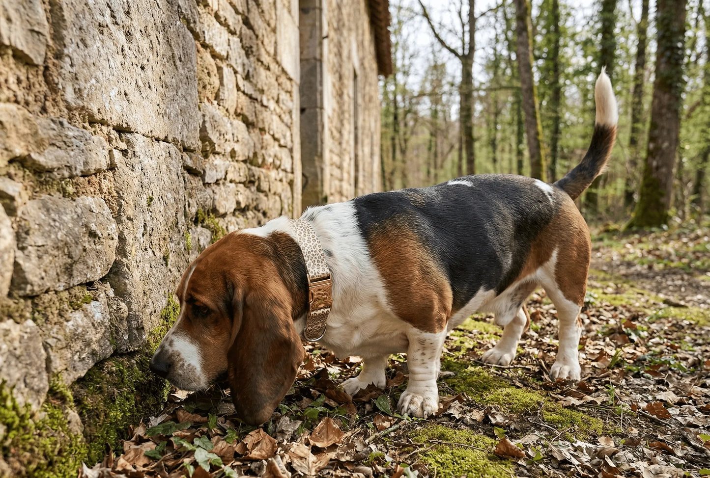 Collier personnalisé pour chien Léopard