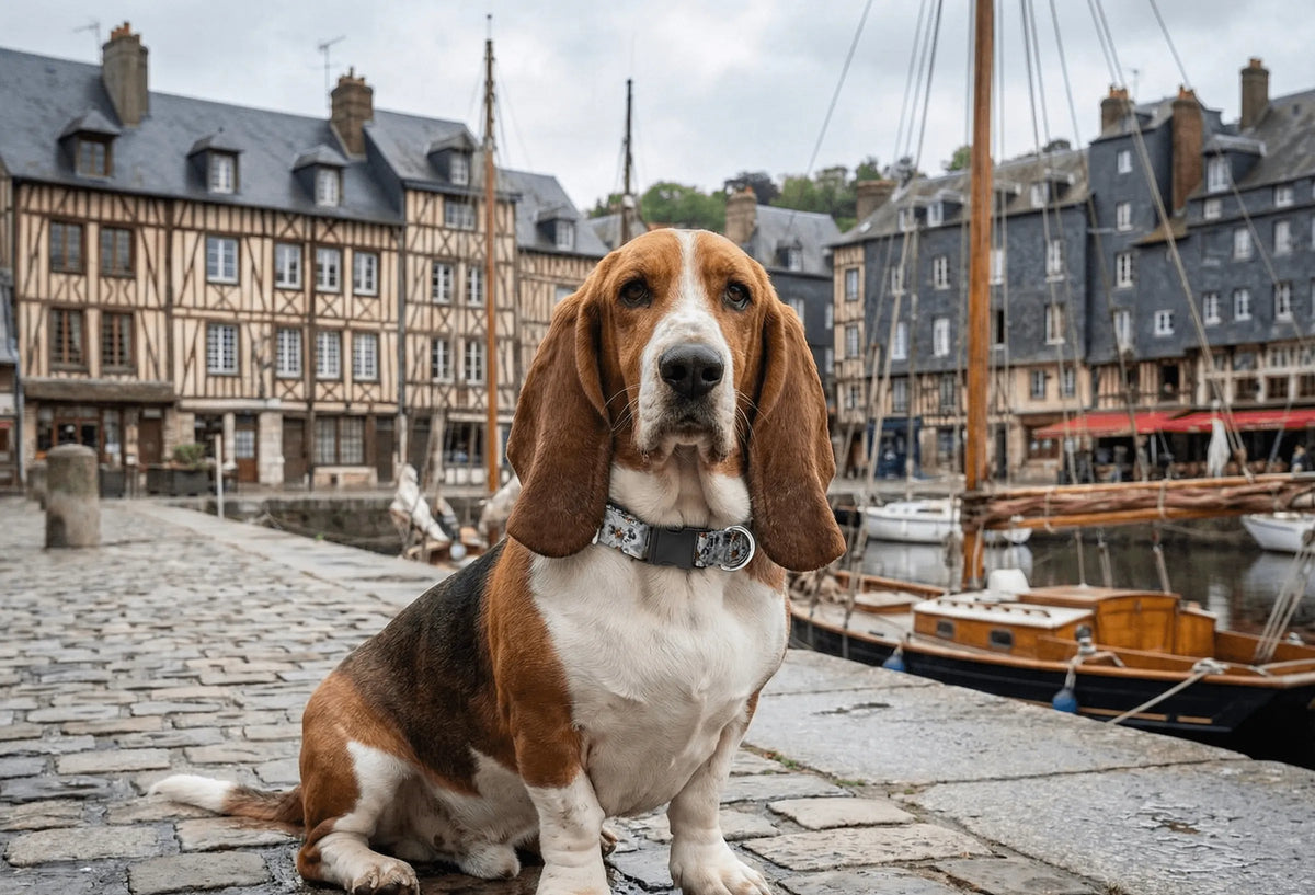 Collier personnalisé pour chien Mickey