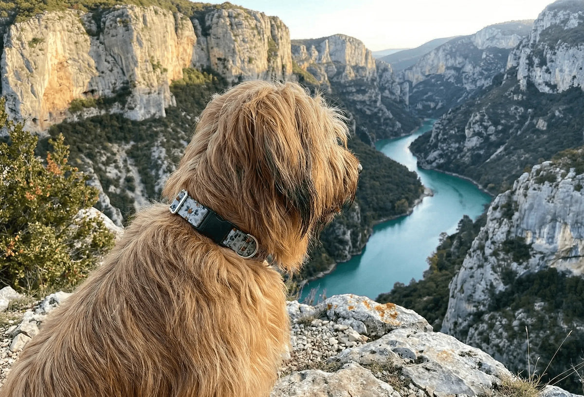 Collier personnalisé pour chien Mickey
