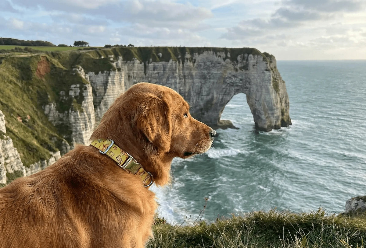 Collier personnalisé pour chien Roi Lion