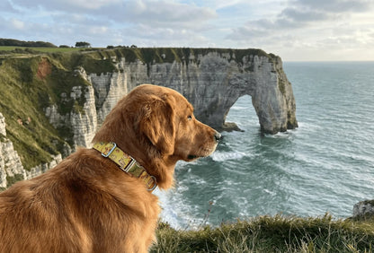 Collier personnalisé pour chien Roi Lion