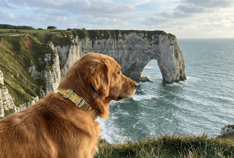Collier personnalisé pour chien Roi Lion