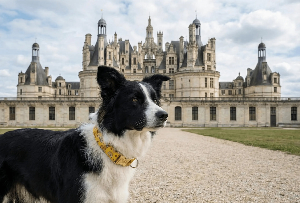 Collier personnalisé pour chien Roi Lion