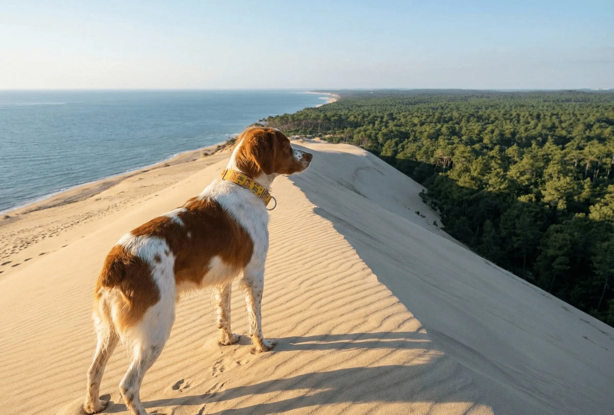 Collier personnalisé pour chien Roi Lion