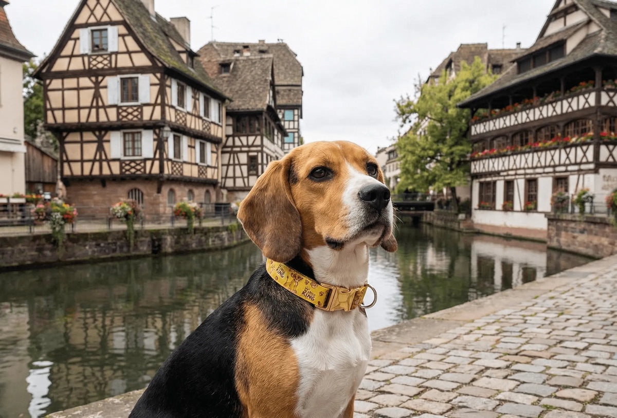 Collier personnalisé pour chien Roi Lion