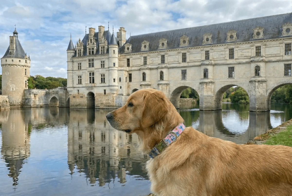 Collier personnalisé pour chien Stitch