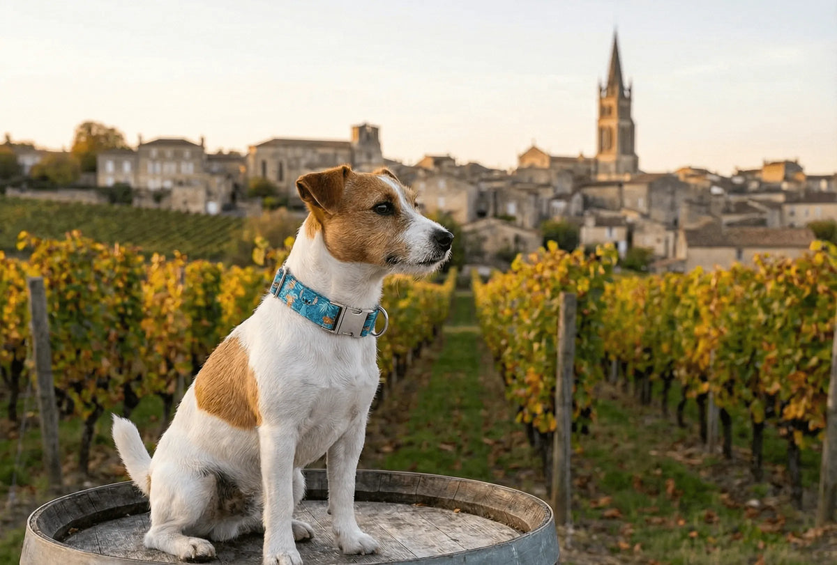 Collier personnalisé pour chien Stitch