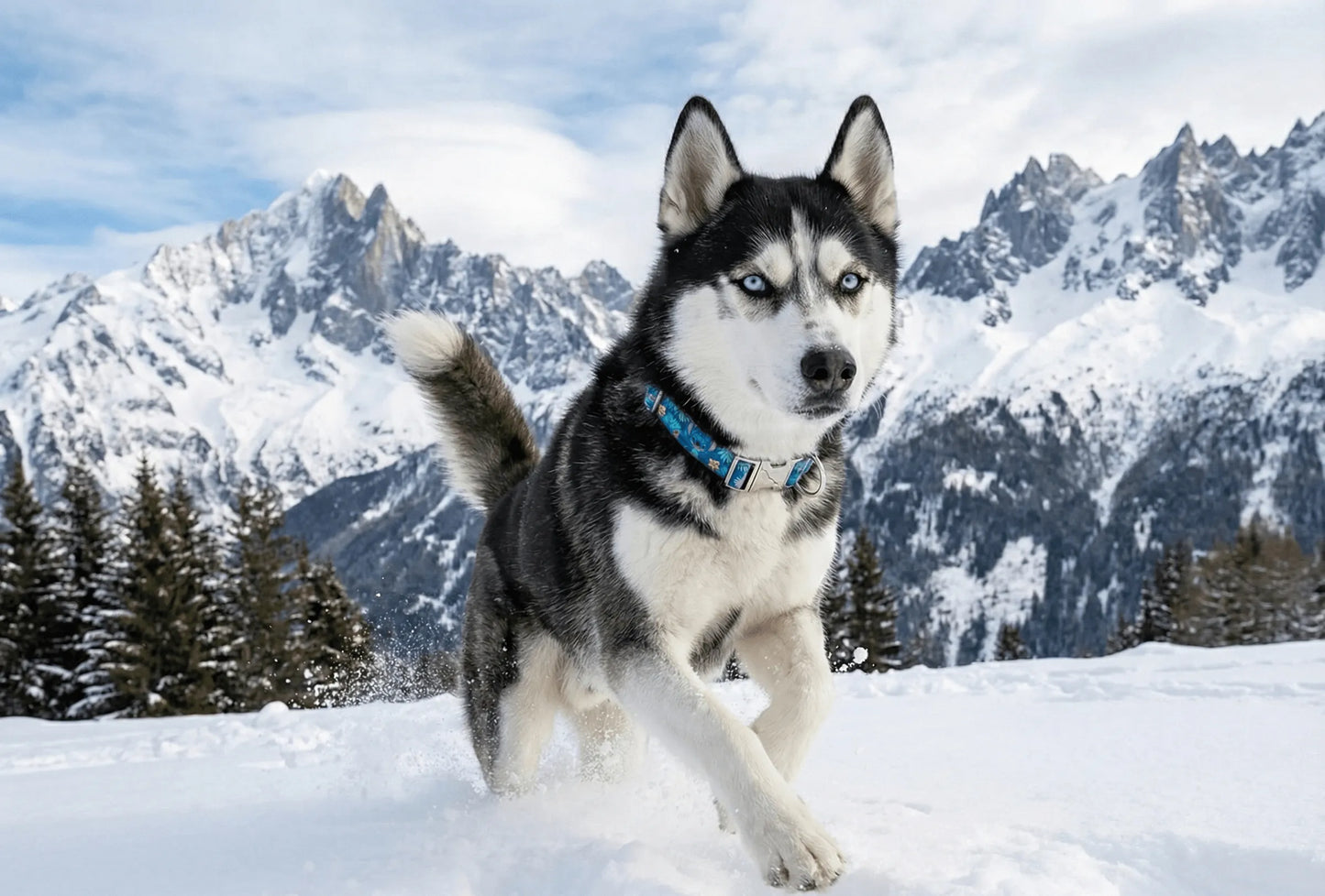 Collier personnalisé pour chien Stitch