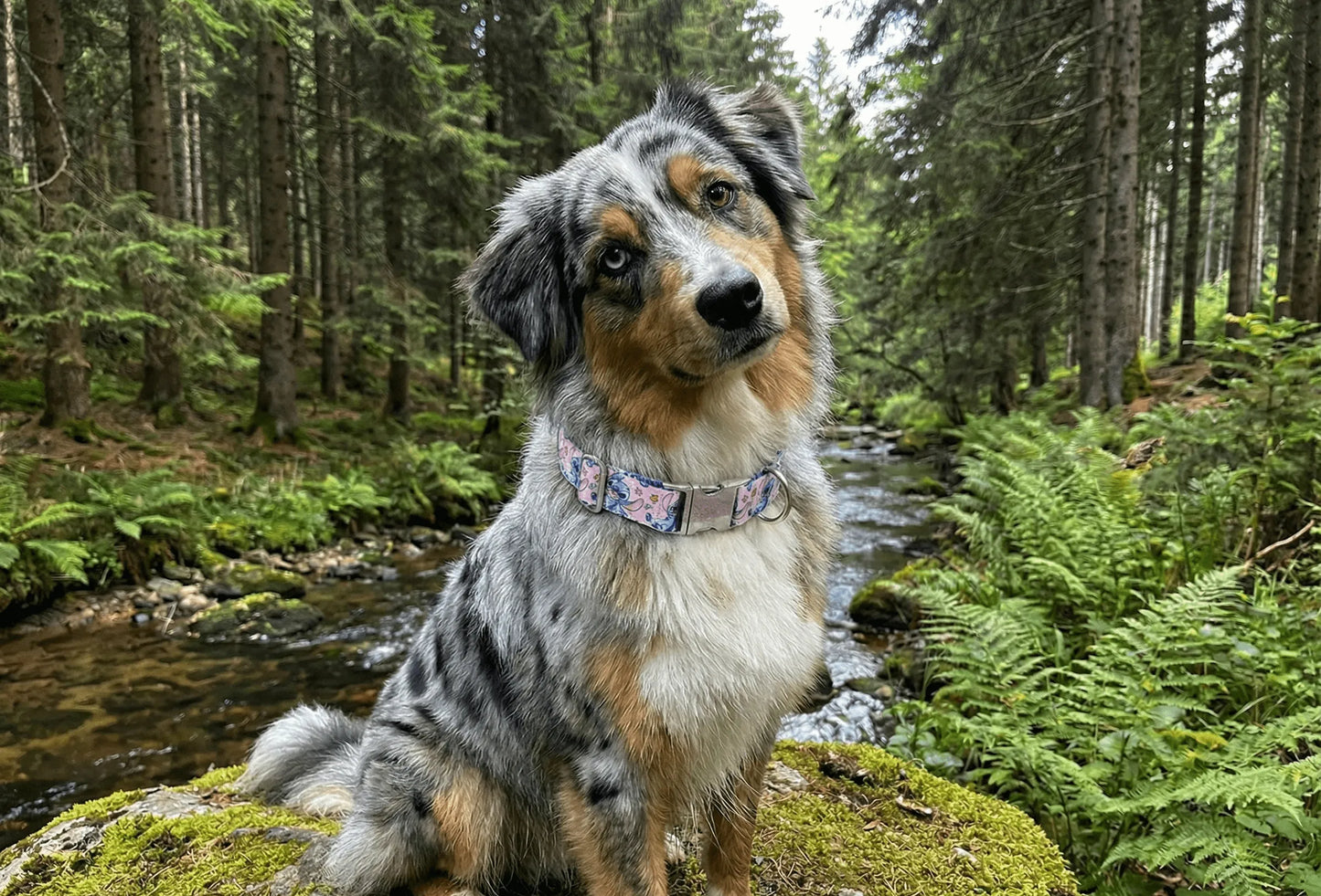 Collier personnalisé pour chien Stitch