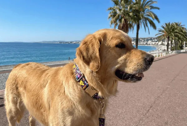 Collier personnalisé pour chien Pokemon