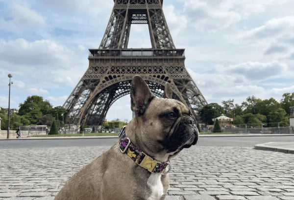 Collier personnalisé pour chien Pokemon