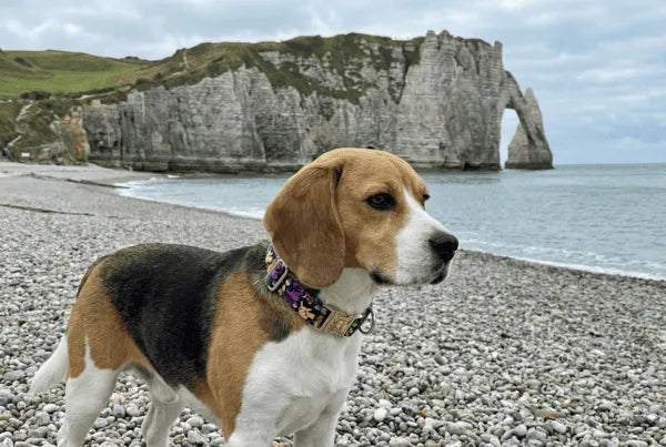 Collier personnalisé pour chien Pokemon