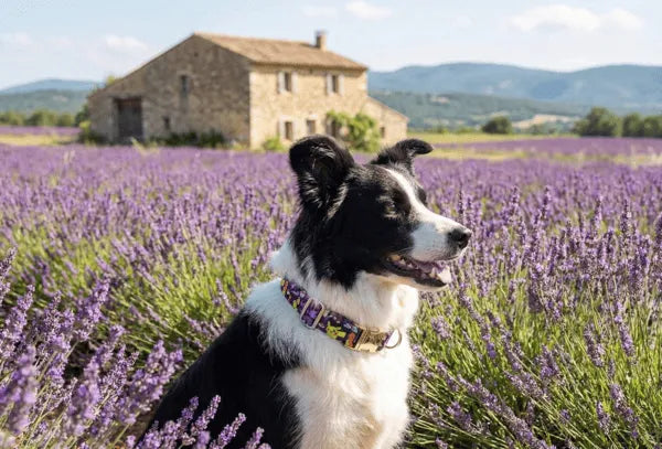 Collier personnalisé pour chien Pokemon
