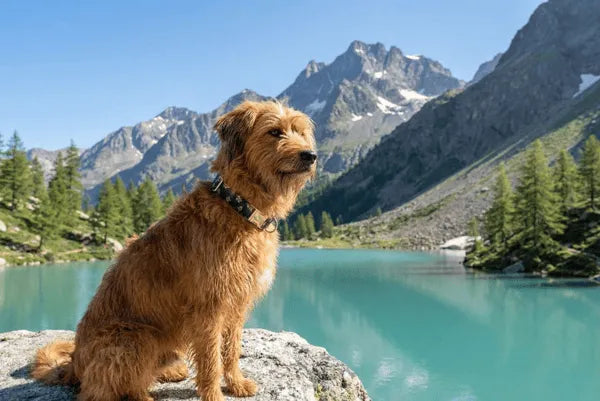 Collier personnalisé pour chien Sakura