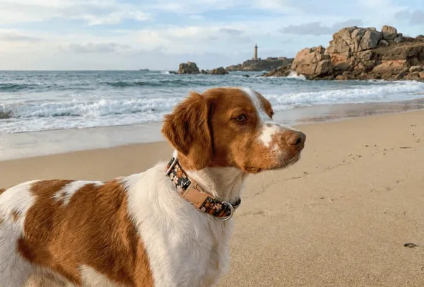 Collier personnalisé pour chien Sakura