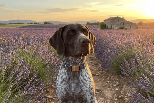 Collier personnalisé pour chien Sakura