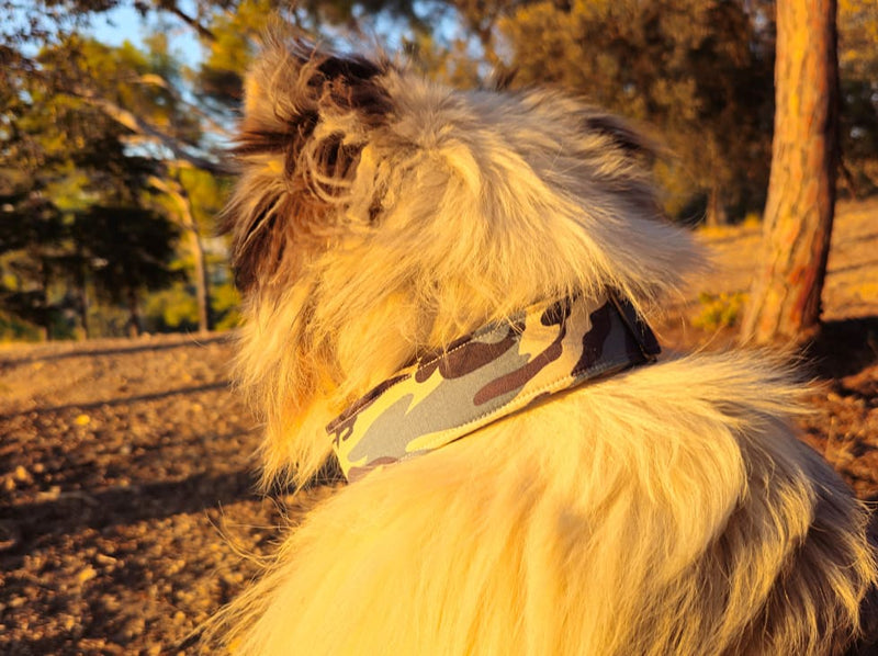 berger australien collier treillis