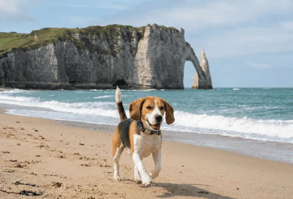 Collier personnalisé pour chien tropical