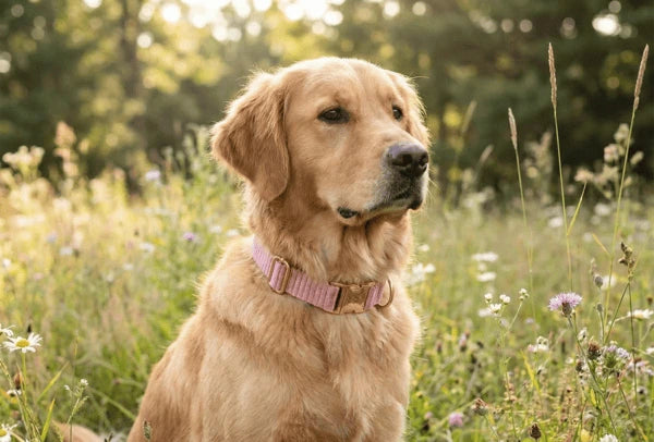 Collier personnalisé pour chien velours côtelé