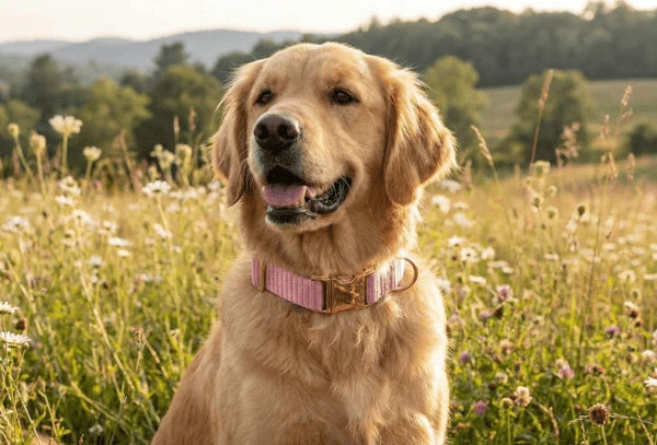 Collier personnalisé pour chien velours côtelé