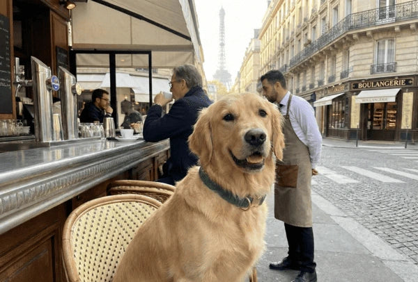 Collier personnalisé pour chien velours côtelé
