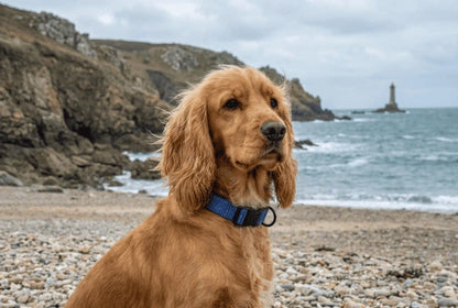 Collier personnalisé pour chien velours côtelé
