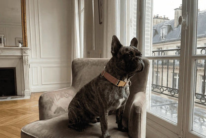 Collier personnalisé pour chien velours côtelé