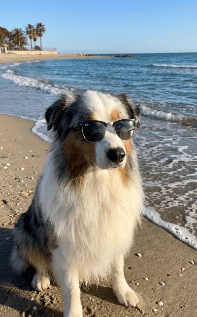 SAV (Service Après-vente de Wouf)