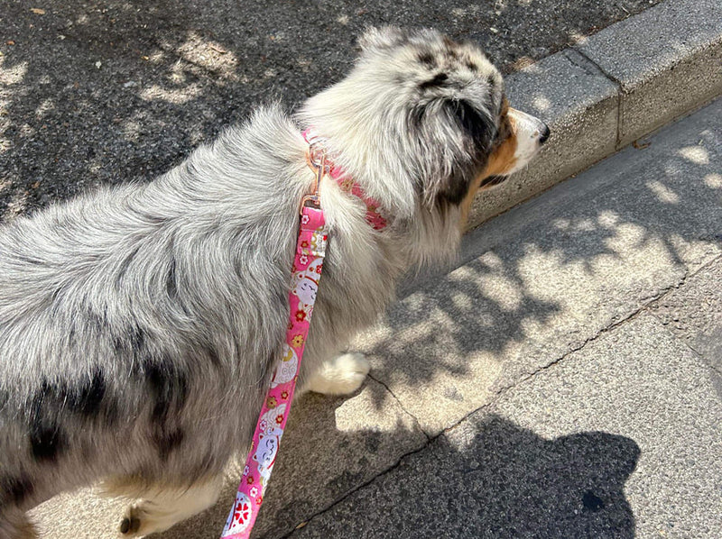 laisse chien maneki neko berger australien
