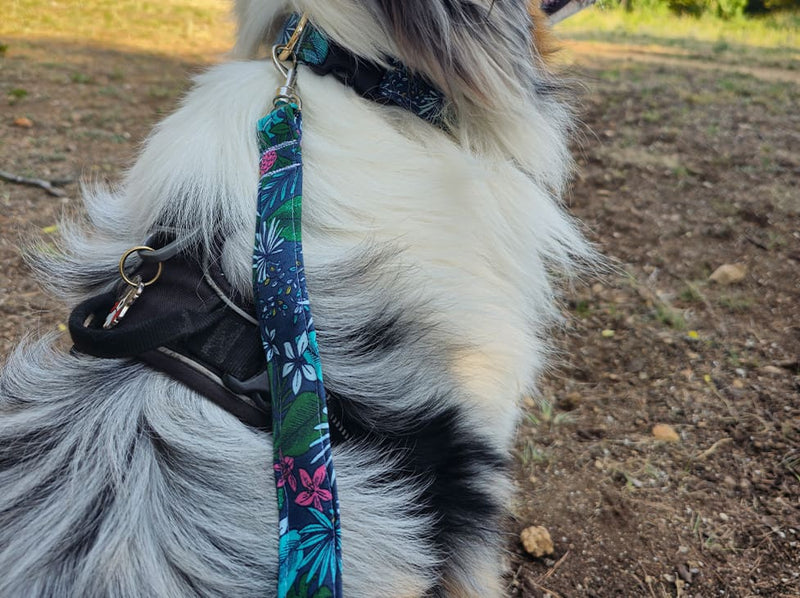 laisse chien tropical berger australien